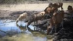 Foto: Melihat Peternakan Sapi Malaka