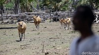 Terakhir Jefriadi mendapatkan suntikan dana sebesar Rp 200 juta dari KUR BRI. 
