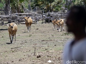 Bagaimana Anak Muda Bantu Geber Peternakan di NTT