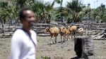 Foto: Melihat Peternakan Sapi Malaka
