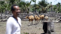 Jefriadi menggunakan pinjaman dari KUR BRI untuk mengembangkan usaha jual beli sapi. Ikuti terus jelajah detikcom bersama BRI di tapalbatas.detikcom.