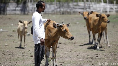 Foto: Melihat Peternakan Sapi Malaka