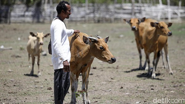 Foto: Melihat Peternakan Sapi Malaka