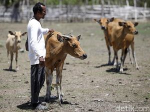 Foto: Melihat Peternakan Sapi Malaka
