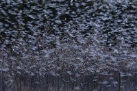 Nature Photographer of the Year 2020
