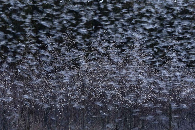 Nature Photographer of the Year 2020