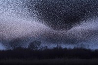 Nature Photographer of the Year 2020