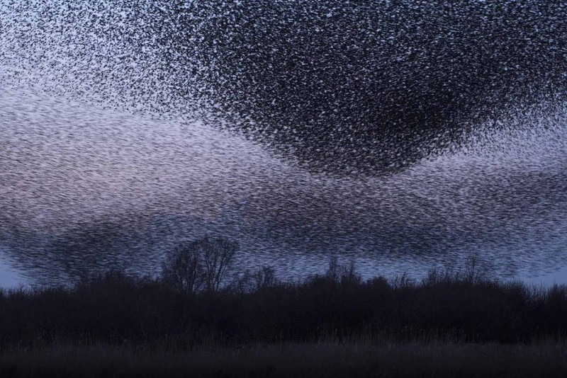 Nature Photographer of the Year 2020