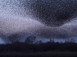 Karya Menawan Jawara Kontes Foto Alam