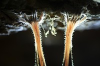 Nature Photographer of the Year 2020