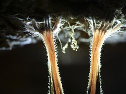 Karya Menawan Jawara Kontes Foto Alam