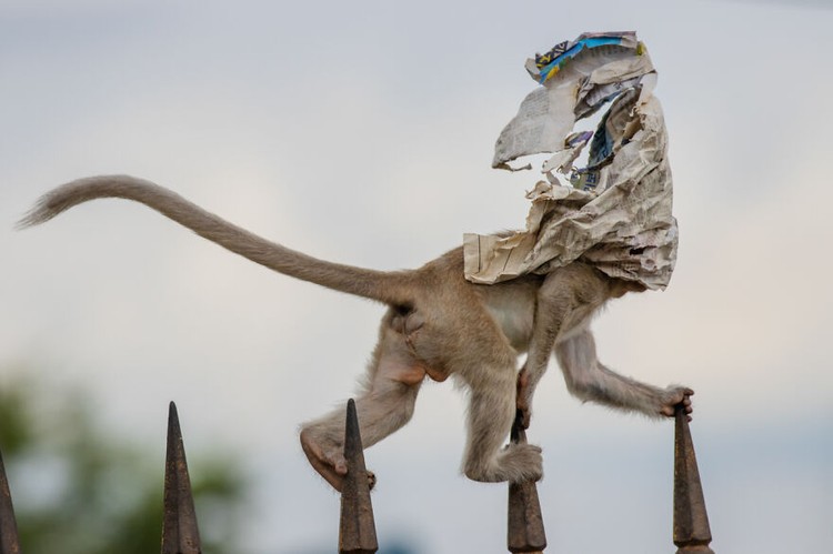Nature Photographer of the Year 2020