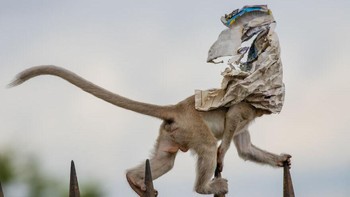 Kategori Man And Nature: Highly Commended, karya Wei Fu  Foto: Nature Photographer of the Year