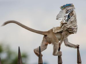 Karya Menawan Jawara Kontes Foto Alam