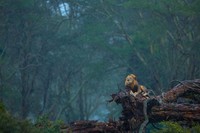 Nature Photographer of the Year 2020