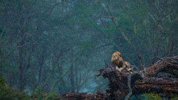 Kategory Mammals: Highly Commended, karya Neelutpaul Barua Foto: Nature Photographer of the Year