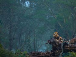 Karya Menawan Jawara Kontes Foto Alam