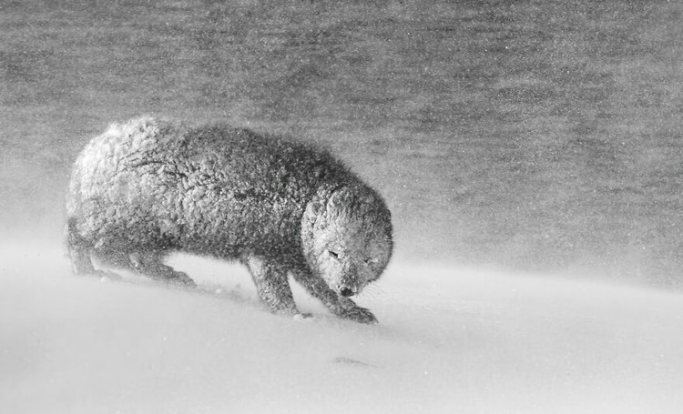 Nature Photographer of the Year 2020