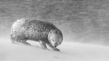 Kategory Black & White: Highly Commended karya David Gibbon Foto: Nature Photographer of the Year