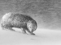 Karya Menawan Jawara Kontes Foto Alam