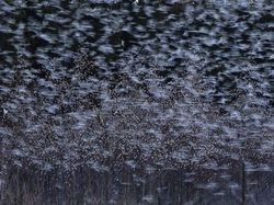 Karya Menawan Jawara Kontes Foto Alam