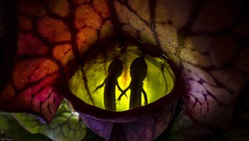 Pemenang kategori Other Animals karya Samantha Stephens. Camera: Canon 5D Mark III, Lens: Laowa 15mm f/4 macro, EXIF: ISO 1250, f/?, 1/100 sec, Accessories: I used a headlamp as a backlight. Foto: Nature Photographer of the Year