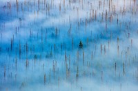 Nature Photographer of the Year 2020