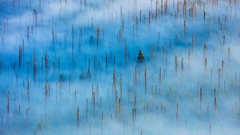Pemenang kategori Plants and Fungi karya Radomir Jakubowski. Kamera : Canon EOS 5DSR, Lensa:  Canon EF 4,5-5,6 100-400mm L IS II, EXIF: ISO 160, f / 9, 1 / 100sec pada 330mm. Foto: Nature Photographer of the Year