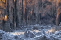 Nature Photographer of the Year 2020
