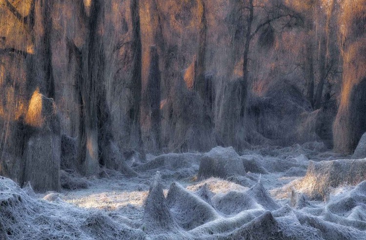 Nature Photographer of the Year 2020