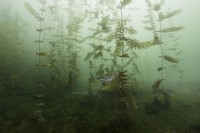 Nature Photographer of the Year 2020