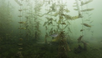 Pemenang kategori Underwater karya Miloš Prelević. Camera: Canon 5D Mark III, Lens: Tokina 10-17mm f/3.5-4.5 AT-X 107 AF DX NH FisheyeEXIF: ISO 250, f11,1/80 sec at17mm, Accessories: Subal underwater housing, 2x Sea&Sea YS-D2J strobes. Foto: Nature Photographer of the Year
