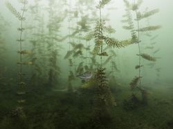 Karya Menawan Jawara Kontes Foto Alam