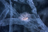 Nature Photographer of the Year 2020