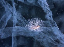 Karya Menawan Jawara Kontes Foto Alam