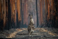 Nature Photographer of the Year 2020