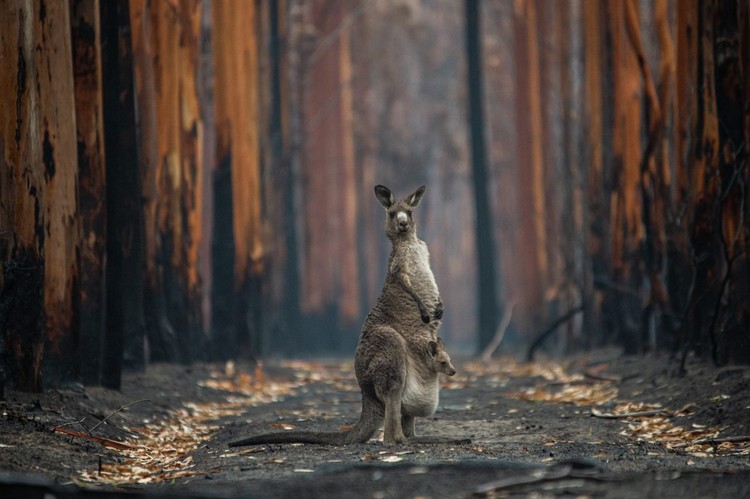 Nature Photographer of the Year 2020