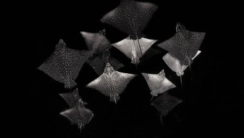 Pemenang kategori Black and White karya Henley Spiers. Camera: Nikon D850, Lens: Nikon 28-70mm, EXIF: ISO 800, f6.3, 1/60 sec at 28mm. Foto: Nature Photographer of the Year
