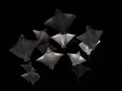 Karya Menawan Jawara Kontes Foto Alam