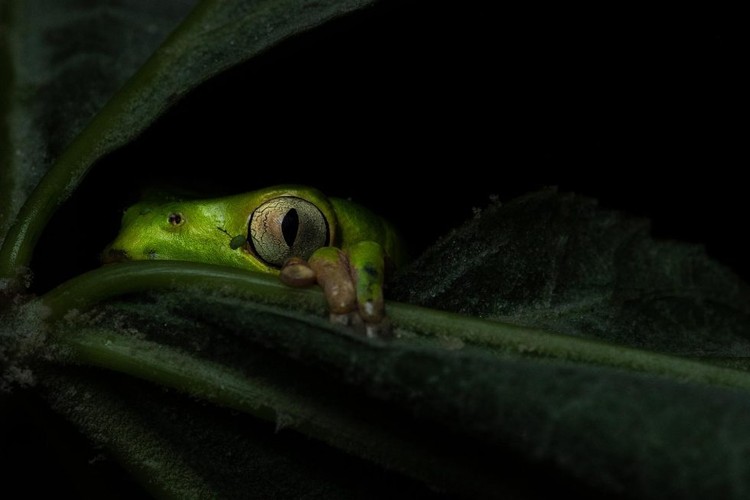 Nature Photographer of the Year 2020