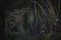 Nature Photographer of the Year 2020