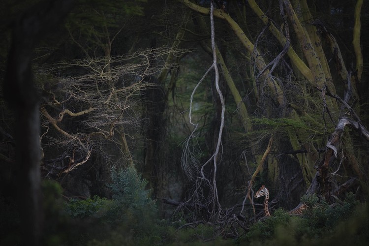 Nature Photographer of the Year 2020
