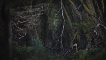 Pemenang utama diraih Roberto Marchegiani yang mengambil foto di Taman Nasional Nakuru, Kenya. Kamera : Nikon D850, Lensa:  NIKKOR 600mm AF-S f / 4E FL ED VR, EXIF: ISO: 800 - F / 4 - 1 / 250sec, Aksesoris:  NIKON MB-D18 - BATTERY GRIP. Foto: Nature Photographer of the Year