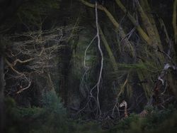 Karya Menawan Jawara Kontes Foto Alam