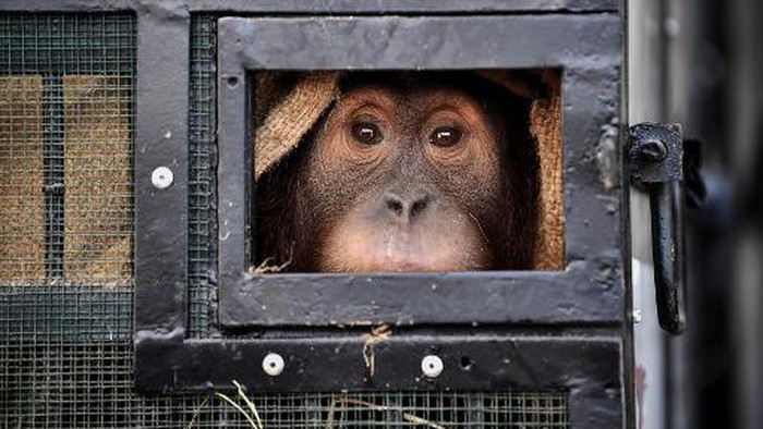 A Sumatran orangutan sits in a cage before being repatriated from Thailand to Indonesia after having been smuggled into the kingdom, at Suvarnabhumi Airport in Bangkok in December 17, 2020. (Photo by Lillian SUWANRUMPHA / AFP)
