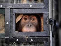 Studi: Di Balik Serunya Wisata Satwa, Ada Kesejahteraan Hewan yang Terabaikan