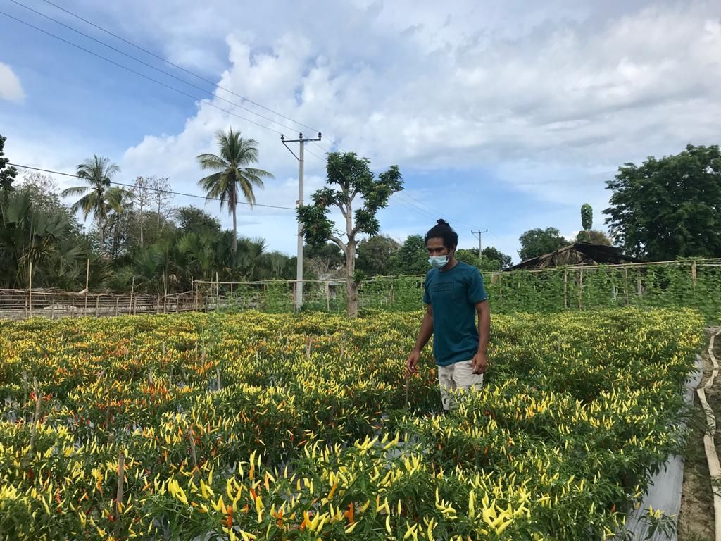 Perkebunan Frontera Garden di PLBN Motamasin
