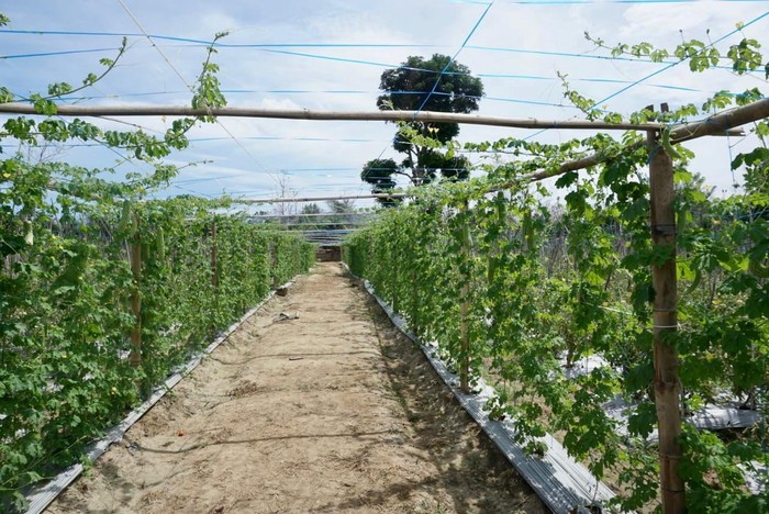 Perkebunan Frontera Garden di PLBN Motamasin