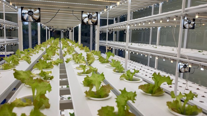 tunas farm