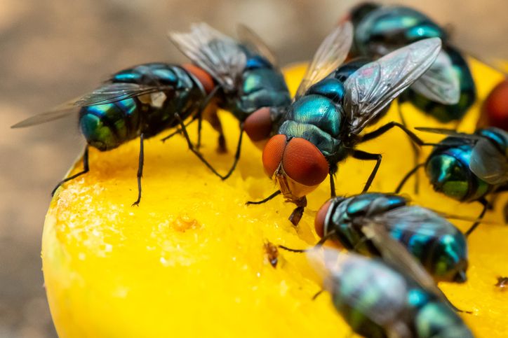 How to Get Rid of Flies on Food